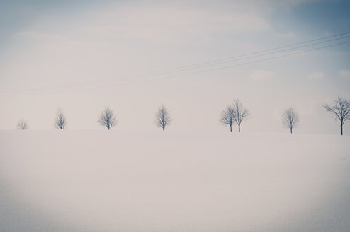 Deutschland, schneebedeckte weiße Winterlandschaft mit Baumreihe - MJF000810