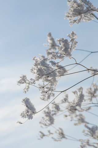 Deutschland, Blick auf schneebedeckte Zweige vor blauem Himmel, lizenzfreies Stockfoto