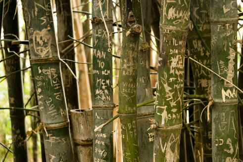 Australia, New South Wales, Sydney, names and dates carved on trunks of bamboo (Bambusoideae) in Royal garden - FBF000201