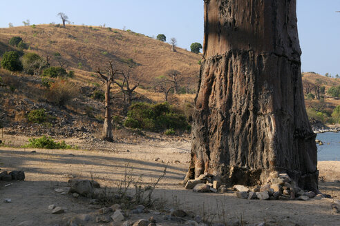 Malawi, Insel Likoma, Stamm eines Affenbrotbaums (Adansonia) am Malawi-See - JBAF000004