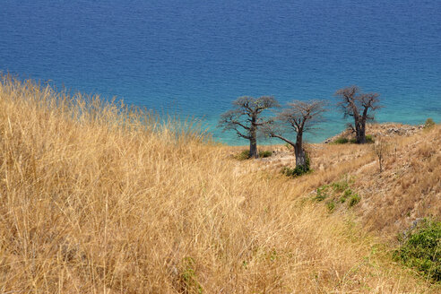 Malawi, Insel Likoma, drei Affenbrotbäume (Adansonia) am Malawisee - JBAF000005
