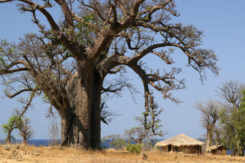 Malawi, Insel Likoma, Affenbrotbaum (Adansonia) und Lehmhütte am Malawi-See - JBAF000007