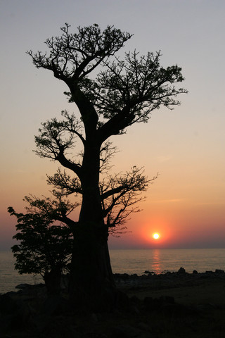 Malawi, Likoma Island, Affenbrotbaum (Adansonia) am Malawi-See bei Sonnenuntergang, lizenzfreies Stockfoto