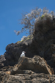 Australia, Seal Rocks, rocks, seagull and trees - FBF000187