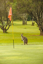 Australien, Hawks Nest, Känguru (Macropus giganteus) auf Golfplatz - FB000166