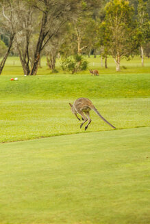 Australien, Hawks Nest, Känguru (Macropus giganteus) auf Golfplatz - FB000168