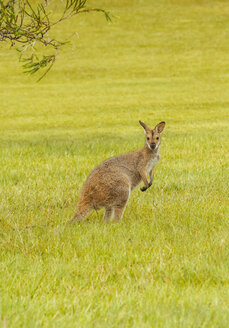 Australien, Hawks Nest, Känguru (Macropus giganteus) auf Golfplatz - FBF000169