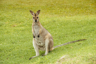 Australien, Hawks Nest, Känguru (Macropus giganteus) auf Golfplatz - FBF000170