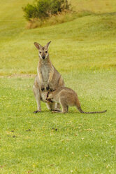 Australien, Hawks Nest, Kängurus (Macropus giganteus) auf dem Golfplatz - FBF000171