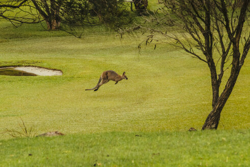 Australien, Hawks Nest, Känguru (Macropus giganteus) auf Golfplatz - FB000172