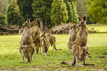 Australien, New South Wales, Kängurus, einige mit Jungtier (Macropus giganteus) auf Wiese - FBF000173