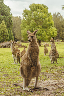 Australien, New South Wales, Kängurus, einige mit Jungtier (Macropus giganteus) auf Wiese - FBF000174