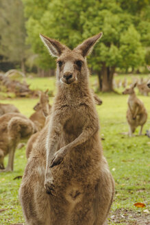 Australien, Neusüdwales, Kängurus (Macropus giganteus) auf Wiese - FBF000175