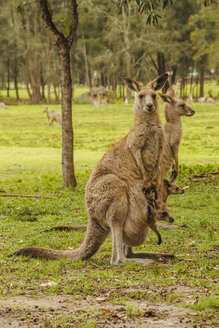 Australia, New South Wales, kangoroos with joey (Macropus giganteus) on meadow - FBF000176