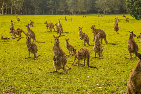 Australia, New South Wales, kangoroos, some with joey (Macropus giganteus) on meadow - FB000177