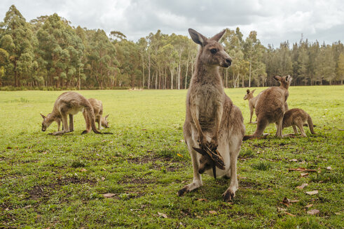 Australia, New South Wales, kangoroos, some with joey (Macropus giganteus) on meadow - FBF000178