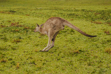 Australien, New South Wales, Känguru (Macropus giganteus) springt auf Wiese - FBF000180