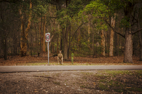 Australien, New South Wales, Känguru, (Macropus giganteus) wartend auf einer Straße, lizenzfreies Stockfoto