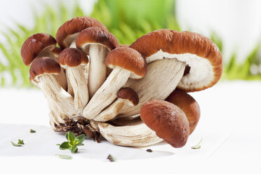 Pilze (Agrocybe aegerita) auf Holztisch - CSF020747