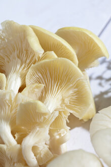 Goldene Austernpilze (Pleurotus citrinopileatus) auf Holztisch - CSF020754