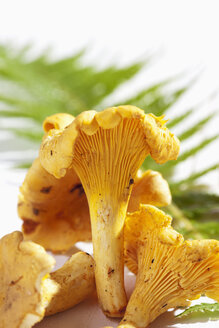 Pfifferlinge (Cantharellus cibarius) und Farnblätter auf Holztisch - CSF020760