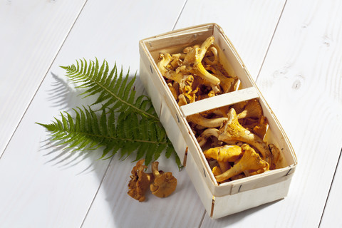 Pfifferlinge (Cantharellus cibarius) und Farnblätter in einem Holzkorb auf einem Holztisch, lizenzfreies Stockfoto