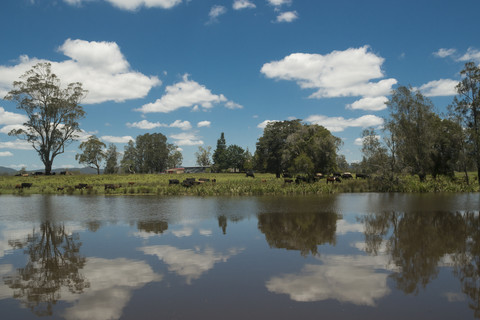 Australien, New South Wales, Kühe im Myall Lakes National Park, lizenzfreies Stockfoto