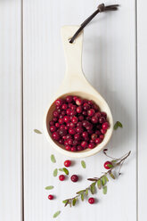 Holzlöffel mit Preiselbeeren (Vaccinium vitis-idaea), Zweig und Blättern auf weißem Holztisch - CSF020795