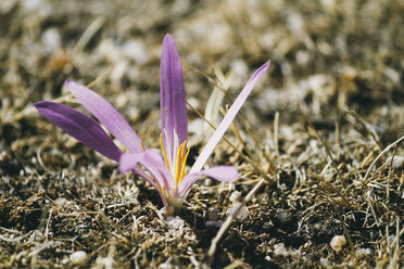 Blüte des Holländischen Krokus (Crocus albiflorus), Nahaufnahme - AMCF000041