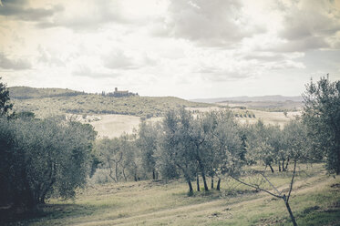 Italy, Tuscany, Val d'Orcia, Rolling landscape with olive trees - MJF000750