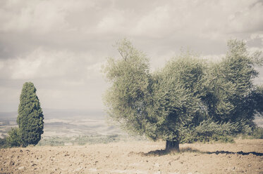 Italy, Tuscany, Val d'Orcia, Olive tree in field - MJF000741