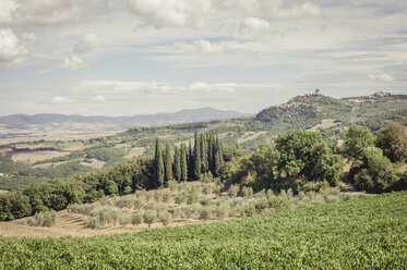 Italy, Tuscany, Val d'Orcia, Castiglione d'Orcia, Vineyard and olive trees - MJF000738