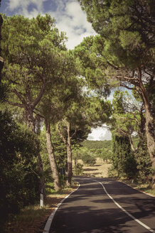 Italien, Toskana, Val d'Orcia, Baumgesäumte Landstraße - MJF000831