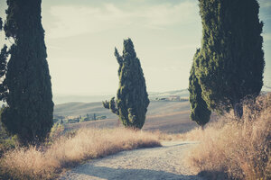 Italy, Tuscany, Val d'Orcia, Dirt track with cypresses - MJF000826