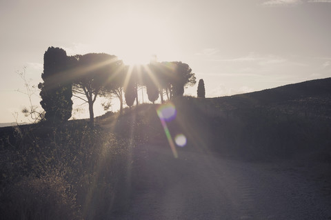 Italy, Tuscany, Val d'Orcia, Cypresses in sunlight stock photo