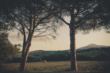 Italien, Toskana, Val d'Orcia, Hügellandschaft mit Bäumen - MJF000838