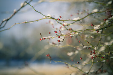 Germany, Bavaria, Landshut, twigs of rosehips covered with snow, close-up - SAR000212