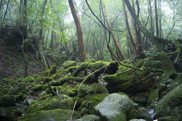 Japan, Yakushima, Waterfall in the rainforest, World Heritage, natural site - FL000383