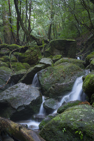 Japan, Yakushima, Wasserfall im Regenwald, Welterbe, Naturstätte, lizenzfreies Stockfoto