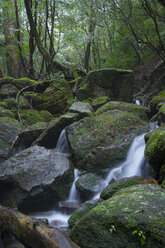 Japan, Yakushima, Wasserfall im Regenwald, Welterbe, Naturstätte - FL000385