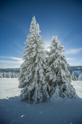 Deutschland, Baden Württemberg, Schwarzwald, Feldberg, Bäume im Winter - PAF000324