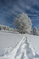 Germany, Baden-Wuerttemberg, Black Forest, Feldberg, Trees and tracks in snow in winter - PAF000315
