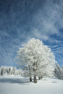 Deutschland, Baden Württemberg, Schwarzwald, Feldberg, Bäume im Winter - PAF000314