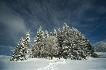 Germany, Baden-Wuerttemberg, Black Forest, Feldberg, Trees in winter - PAF000313