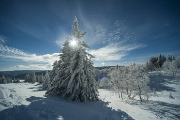Deutschland, Baden Württemberg, Schwarzwald, Feldberg, Bäume im Winter - PAF000307
