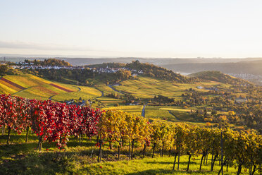 Deutschland, Baden-Württemberg, Stuttgart, Blick über Reben zum Rotenberg - WDF002216