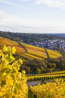 Deutschland, Baden-Württemberg, Stuttgart, Blick über Reben nach Uhlbach - WDF002233