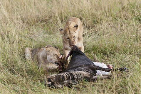 Kenia, Rift Valley, Maasai Mara National Reserve, Löwen fressen Blauwildtiere, lizenzfreies Stockfoto