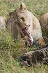 Kenia, Rift Valley, Maasai Mara National Reserve, Löwen fressen Blauwildtiere - CB000197