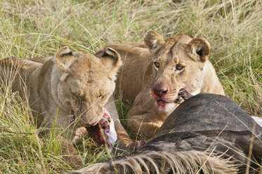 Kenia, Rift Valley, Maasai Mara National Reserve, Löwen fressen Blauwildtiere - CB000196